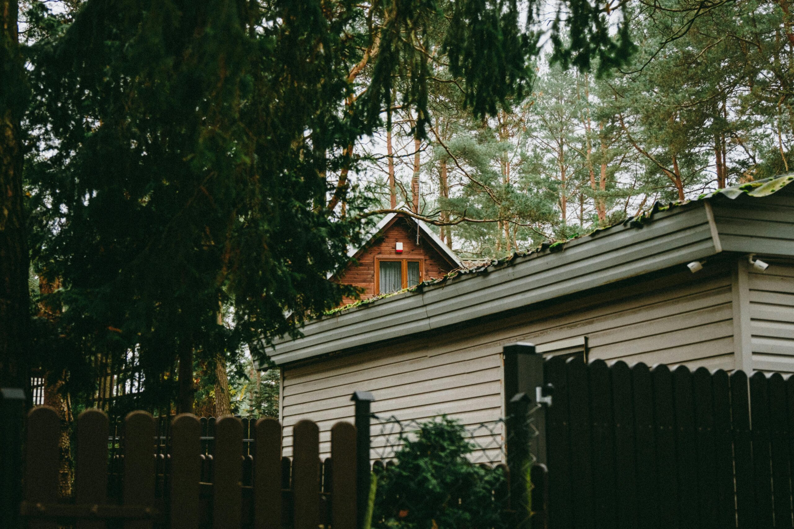 A cabin is shown tucked away in the redwoods.
